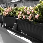 Numa Vici